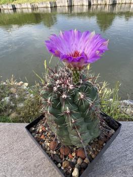 Preview: Thelocactus bicolor